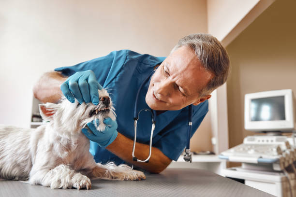 Best Emergency Tooth Extraction in La Plata, MO